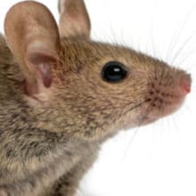 BETA green lab rat dress up