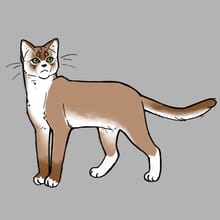 Cat Maker (WIP)