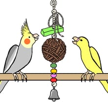 Bird Toys
