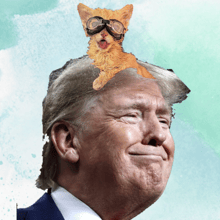 crazy kitty test 1
